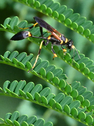 Sceliphron caementarium observed 2026-10-24