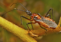Trachylestes aspericollis