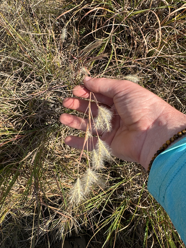 Andropogon ternarius observed 2026-10-24