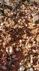 Crassula pyramidalis