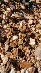 Crassula pyramidalis