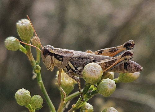 Lakin Grasshopper