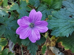 Geranium nodosum