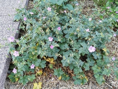 Geranium nodosum