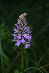 Dactylorhiza maculata