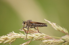 Neoitamus socius