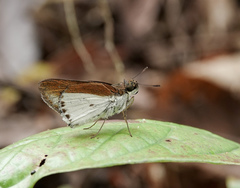 Iton semamora