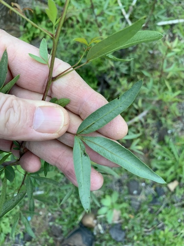 Searsia pendulina