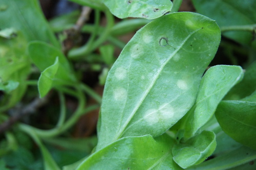 Entyloma calendulae, 2026-10-23