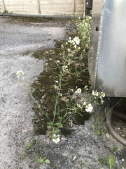 Arabidopsis suecica