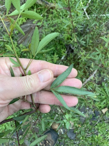 Searsia pendulina