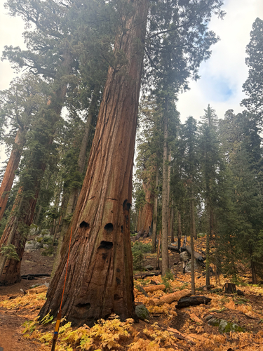 Sequoiadendron giganteum observed 2026-10-22
