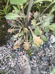 Arabidopsis suecica