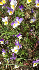 Viola tricolor