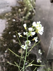 Arabidopsis suecica