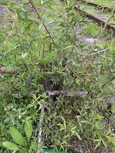 Searsia pendulina