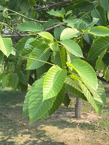 Neolamarckia cadamba observed 2026-10-22