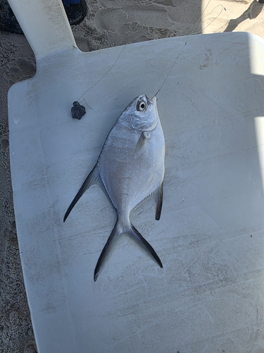 Trachinotus observed 2026-10-24