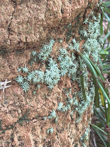 Octoblepharum albidum observed 2026-10-24