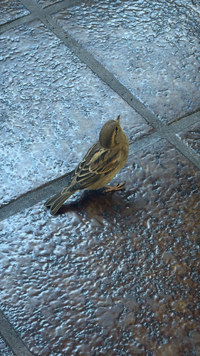 Passer domesticus observed 2026-10-13