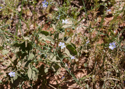 Meadow flax (Linum pratense)