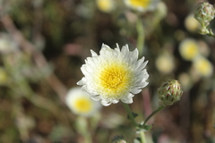 Malacothrix coulteri