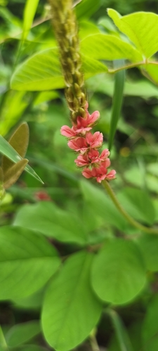Indigofera hirsuta observed 2026-10-24
