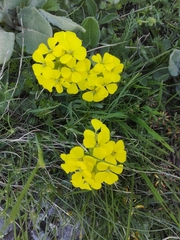 Erysimum rhaeticum