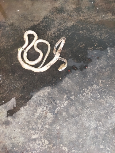 Boiga cynodon observed 2026-10-19