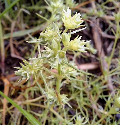 Scleranthus observed 2026-10-24