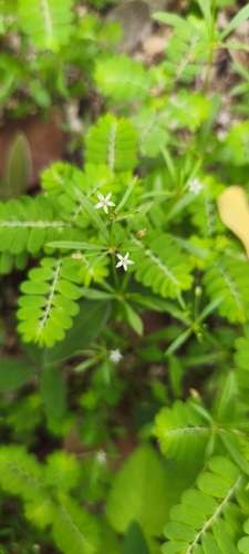 Pharnaceum observed 2026-10-24