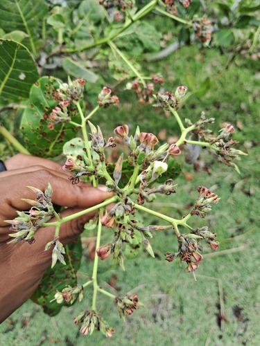 Anacardium occidentale observed 2026-10-17