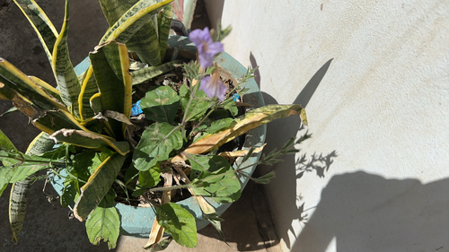 Ruellia ciliatiflora observed 2026-10-24