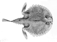 Spiny Seabat photo 3