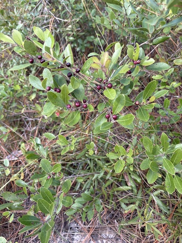 Ilex glabra observed 2026-10-24