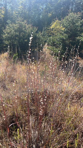 Andropogon ternarius observed 2026-10-24
