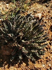 Tridentea gemmiflora