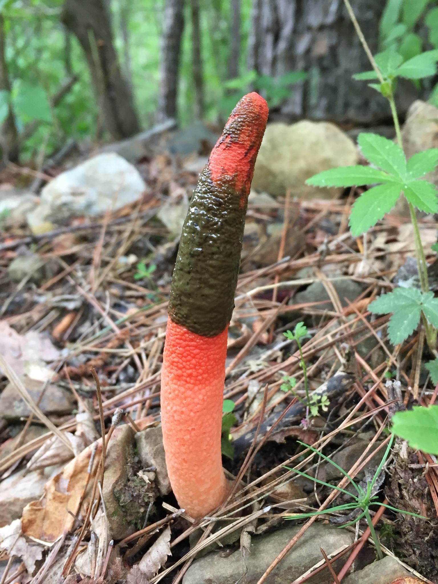 devils dipstick (Mutinus elegans) · iNaturalist