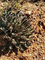 Tridentea gemmiflora