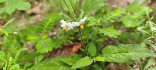 Solanum americanum observed 2026-10-24