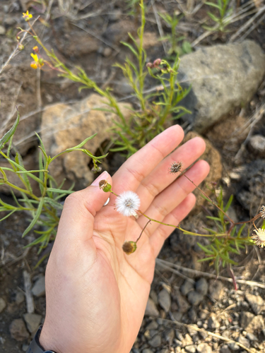 Senecio madagascariensis observed 2026-10-22