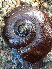 Powelliphanta