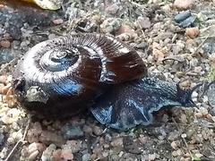 Powelliphanta