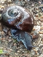 Powelliphanta