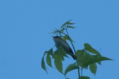 Phylloscopus trochiloides