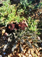 Tridentea gemmiflora