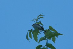 Phylloscopus trochiloides