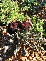 Tridentea gemmiflora