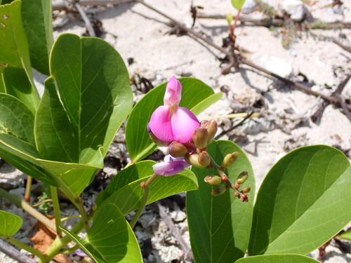 Canavalia rosea observed 2026-10-24