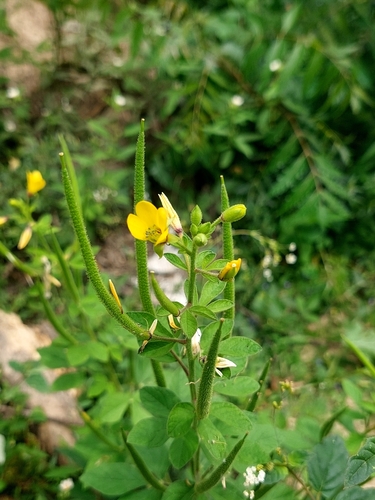Arivela viscosa observed 2026-10-24